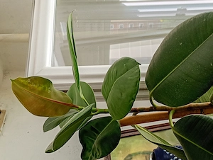 20 éves szobát kinövő szobafikusz Ficus elastica 65000ft óbuda magassága 2 méter személyesen óbudán  - kép 6