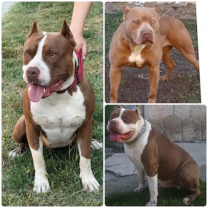 Working pitbull alom  - kép 4