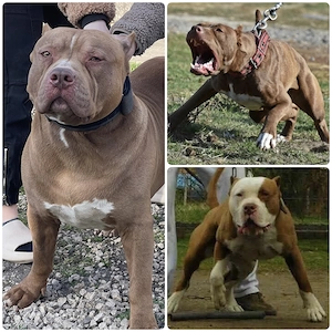 Working pitbull alom  - kép 3