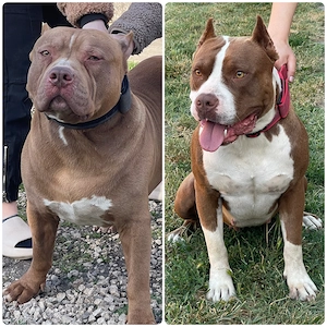 Working pitbull alom  - kép 2