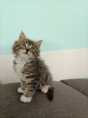 Törzskönyvezett szülőktől Maine coon kiscicák  - kép 2