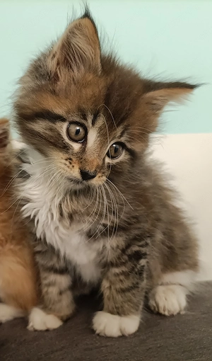 Törzskönyvezett szülőktől Maine coon kiscicák  - kép 5