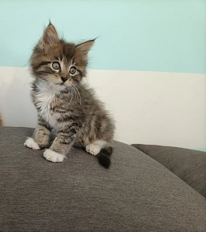Törzskönyvezett szülőktől Maine coon kiscicák  - kép 8