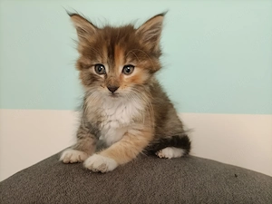 Törzskönyvezett szülőktől Maine coon kiscicák  - kép 3