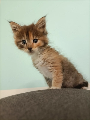 Törzskönyvezett szülőktől Maine coon kiscicák  - kép 9