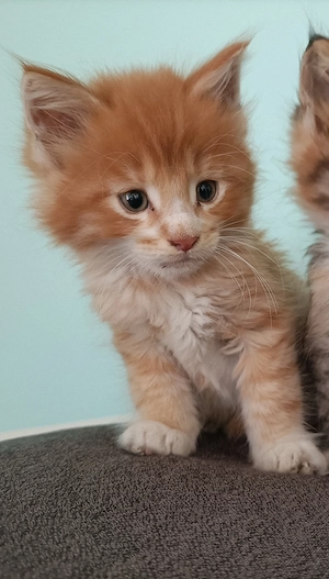 Törzskönyvezett szülőktől Maine coon kiscicák  - kép 7