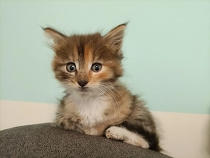 Törzskönyvezett szülőktől Maine coon kiscicák  - kép 4