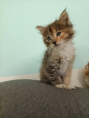 Törzskönyvezett szülőktől Maine coon kiscicák  - kép 6