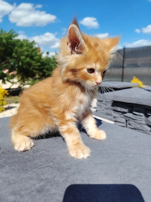 Maine coon kölyökcicák - kép 4