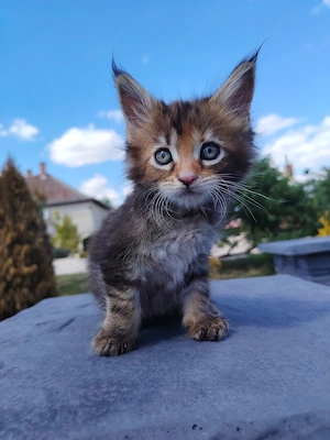 Maine coon kölyökcicák - kép 2