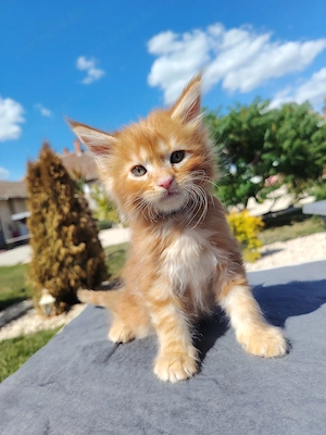 Maine coon kölyökcicák - kép 3
