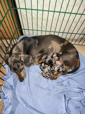 Eladó harlekin törpe tacsik  - kép 6