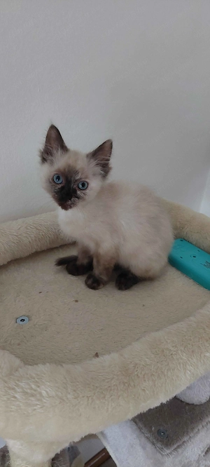 Ragdoll cica - kép 6