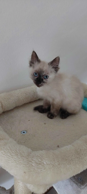 Ragdoll cica - kép 7