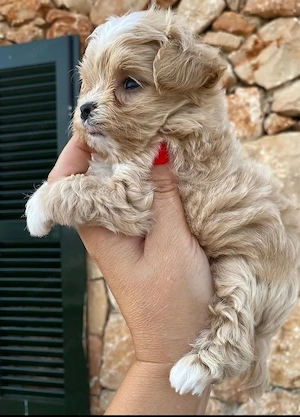 maltipoo kölykök