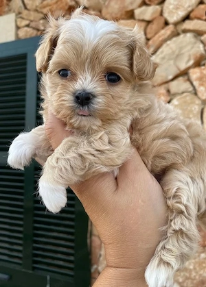 maltipoo kölykök - kép 2
