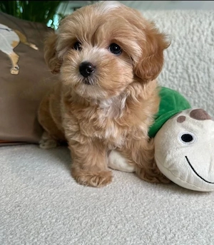 maltipoo kölykök - kép 3