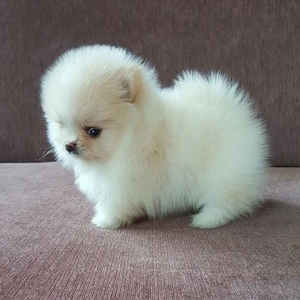pomerániai kölykök - kép 3