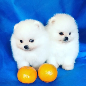 pomerániai kölykök - kép 2