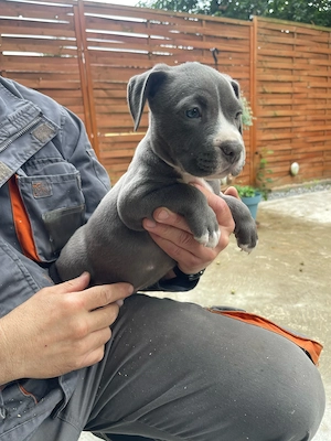 Kék Amerikai Staffordshire terrier kiskutya Amstaff kisfiú - kép 2