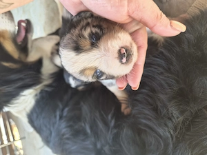Border Collie babák