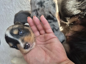 Border Collie babák - kép 3