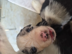 Border Collie babák - kép 2