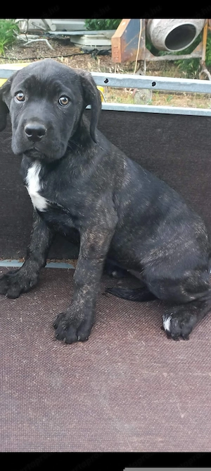 Cane corso kiskutya eladó 