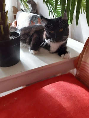 Lakcímet váltana maine coon cica - kép 2