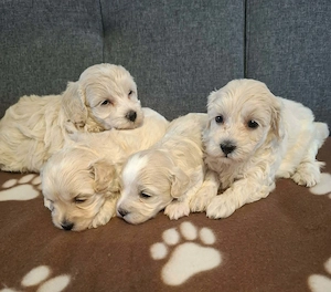 Maltipoo fajtatiszta jellegű szuka kiskutyák foglalhatóak  - kép 5