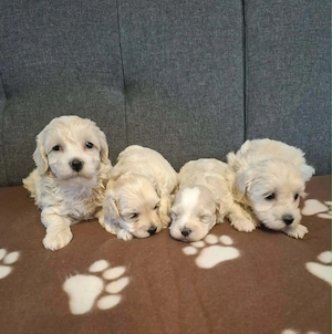 Maltipoo fajtatiszta jellegű szuka kiskutyák foglalhatóak  - kép 4