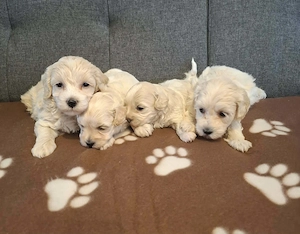 Maltipoo fajtatiszta jellegű szuka kiskutyák foglalhatóak  - kép 6