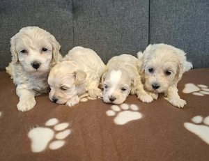 Maltipoo fajtatiszta jellegű szuka kiskutyák foglalhatóak  - kép 7