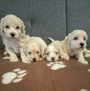 Maltipoo fajtatiszta jellegű szuka kiskutyák foglalhatóak 