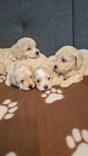Maltipoo fajtatiszta jellegű szuka kiskutyák foglalhatóak  - kép 8