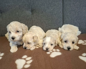 Maltipoo fajtatiszta jellegű szuka kiskutyák foglalhatóak  - kép 3
