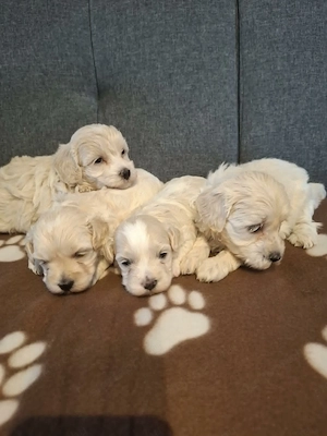 Maltipoo fajtatiszta jellegű szuka kiskutyák foglalhatóak  - kép 2