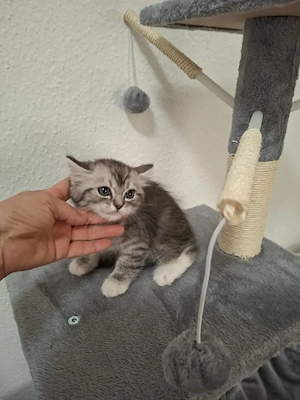 Britt 10 hetes kandúrka eladó. - kép 4