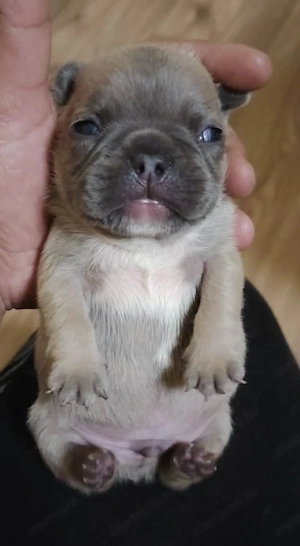 Eladó Minni francia bulldog kiskutyák 