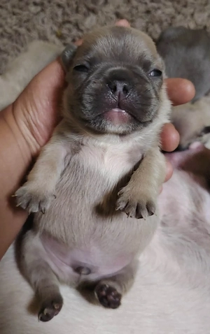 Eladó Minni francia bulldog kiskutyák  - kép 2