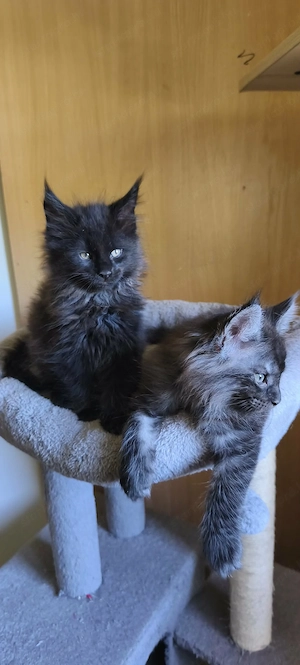 Maine coon kandúrok - kép 2