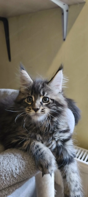 Maine coon kandúrok - kép 5