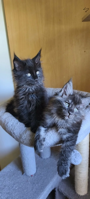 Maine coon kandúrok - kép 4
