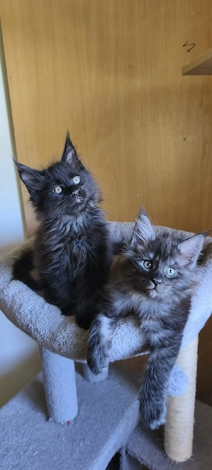 Maine coon kandúrok - kép 3