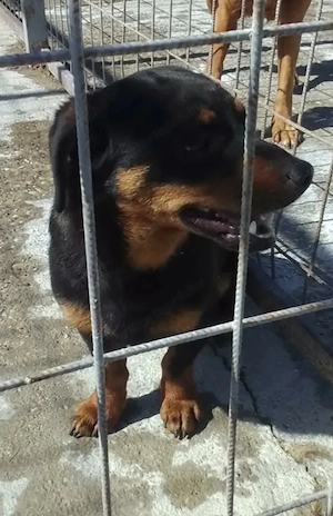 Jászladányi gyepmesteri telep gazdakeresői sos - kép 5