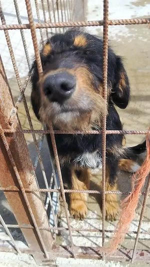A jászladányi gyepmesteri telep gazdakeresői sos - kép 7