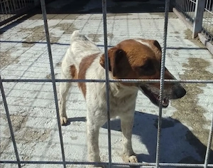 A jászladányi gyepmesteri telep gazdakeresői sos - kép 8