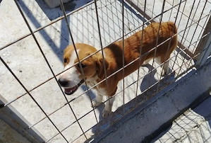 A jászladányi gyepmesteri telep gazdakeresői sos - kép 5