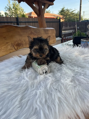 yorkshire terrier kutyus - kép 2