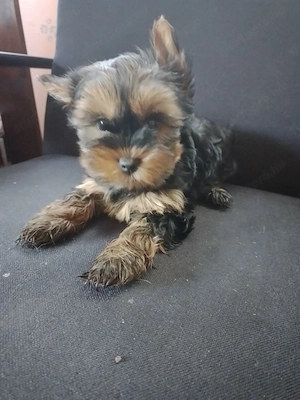 Yorkshire terrier - kép 2